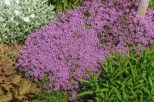walk on thyme creeping thyme ground cover 