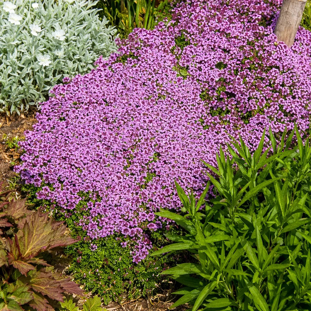 walk on me plant seeds 1000 Walk On Me Creeping Thyme