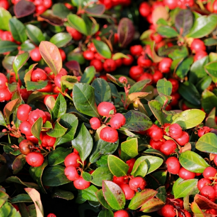 20 Creeping Wintergreen Seeds – Low-Growing Groundcover