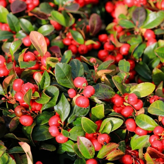 20 Creeping Wintergreen Seeds (Gaultheria procumbens) – product image 2