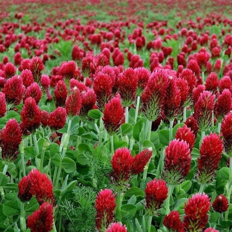 Crimson Clover Seeds – Premium Cover Crop & Pollinator Attractor | Non-GMO