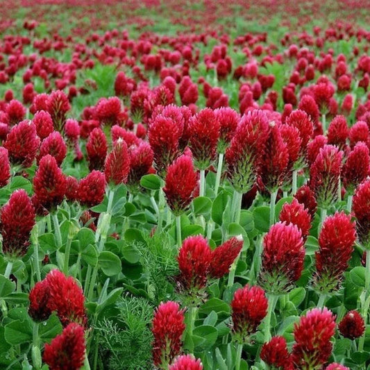 Crimson Clover Seeds – Premium Cover Crop & Pollinator Attractor | Non-GMO