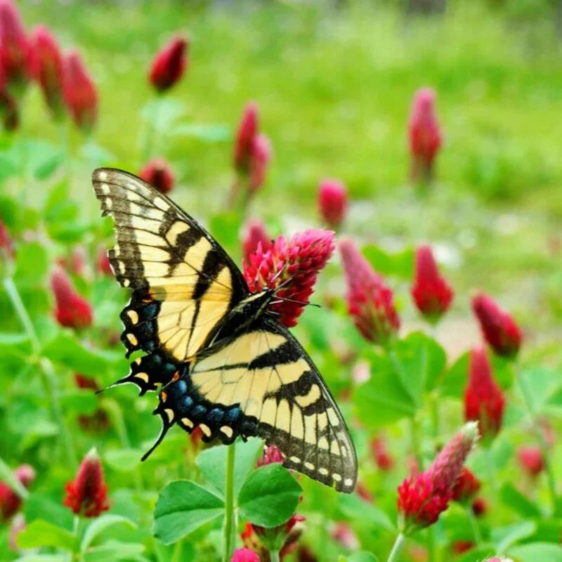 Crimson Clover Seeds – Premium Cover Crop & Pollinator Attractor | Non-GMO