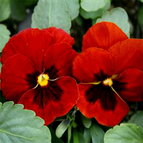 Crimson Red