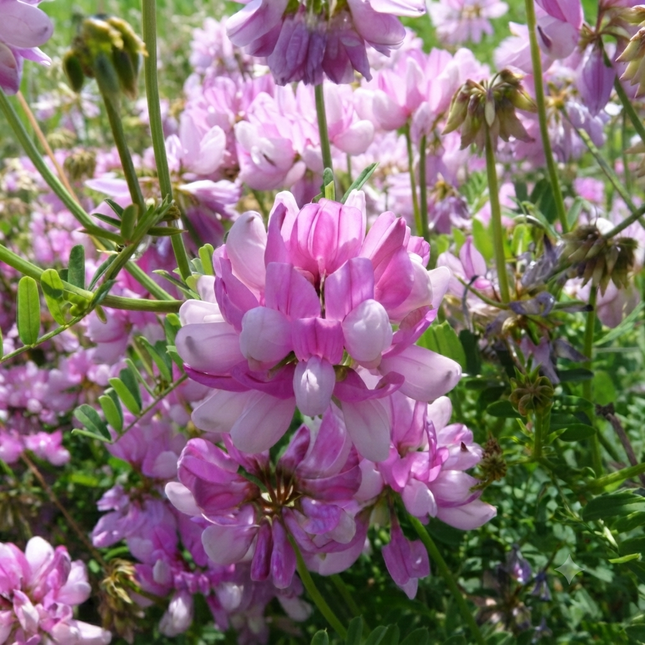 Pink Crown Vetch (Coronilla varia) flowering ground cover with clusters of soft pink blooms, ideal for erosion control, pollinator gardens, and naturalized landscapes. Seed World