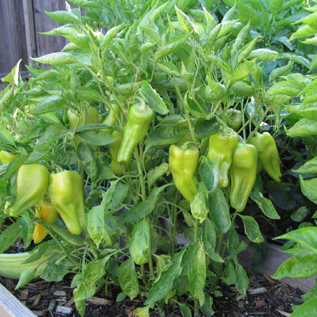Cubanelle Sweet Pepper plants loaded with crisp, light green peppers, a productive sweet pepper variety perfect for home gardens and fresh summer harvests. Seed World