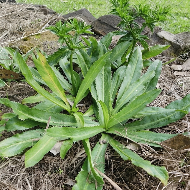 Culantro Mexican Coriander plants with long serrated green leaves, a flavorful culinary herb ideal for home herb gardens, containers, and fresh harvests. Seed World