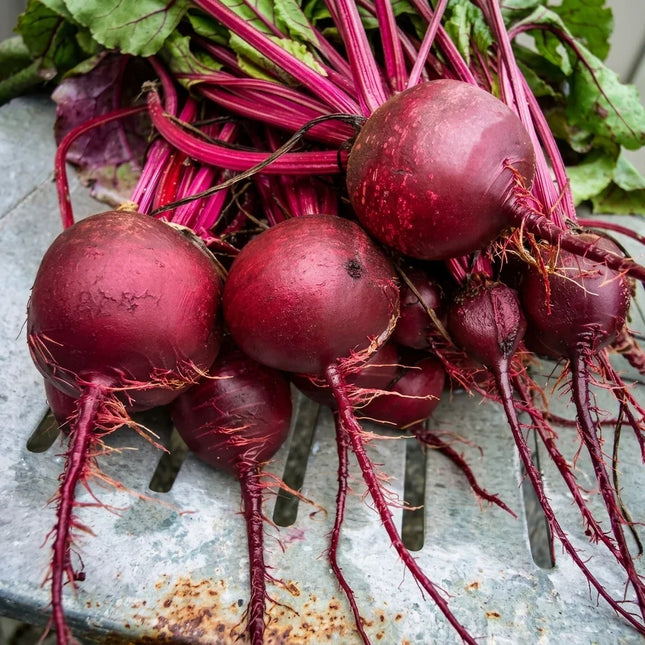 Fresh Detroit Dark Red beets with vibrant purple-red roots and leafy green tops, perfect for planting or harvest. Seed World