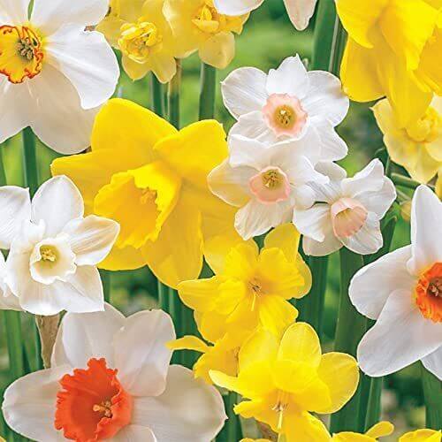 10 Daffodil Flower Bulbs - Mix
