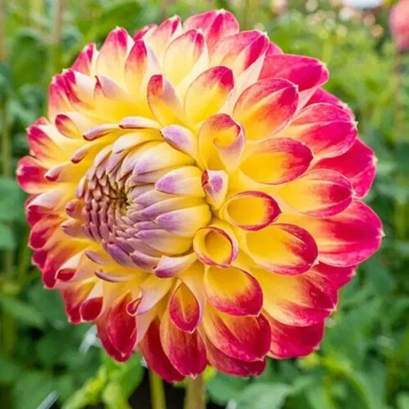 20 Dahlia Seeds