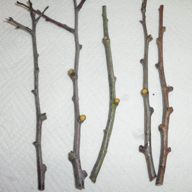 5 Damson Blue Plum Fruit Tree Cuttings