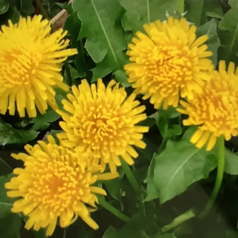Close-up of yellow flowers with green leaves