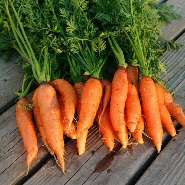 600 Danvers 126 Carrot Seeds – Sweet Half Long Heirloom Carrot