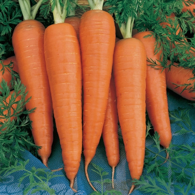 Danvers 126 Half Long Carrot Seeds – Heirloom Orange Carrots with Thick Tapered Roots, Sweet Flavor and High-Yield Harvest for Home Vegetable Gardens. Seed World