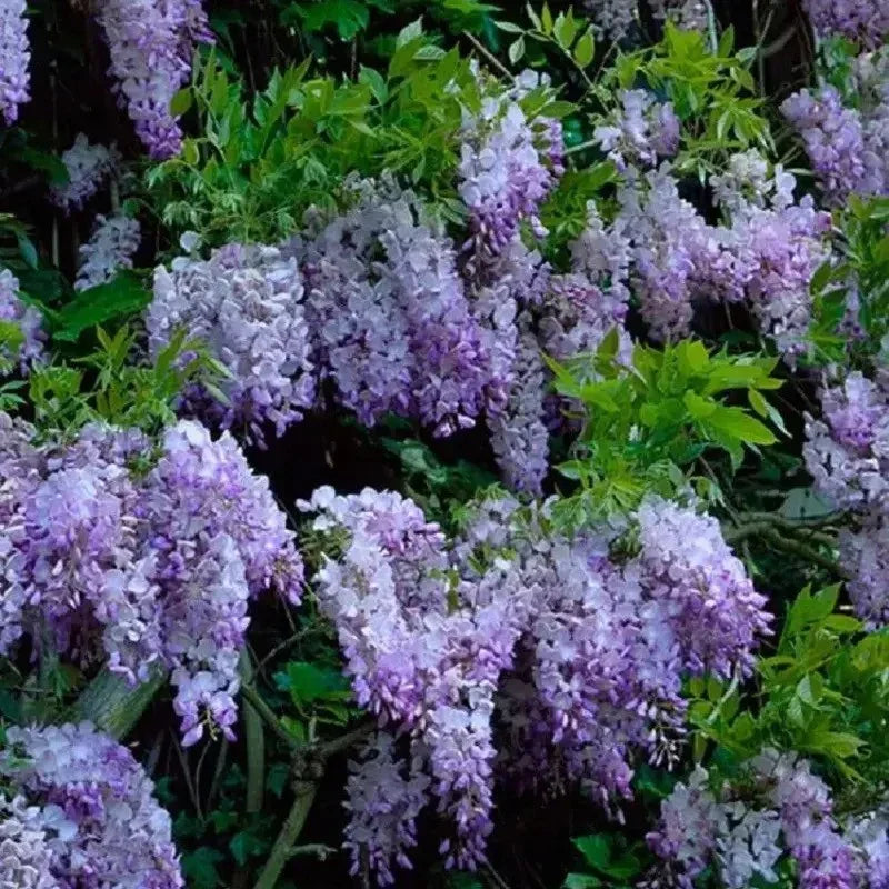 5 Dark Purple Chinese Wisteria Seeds