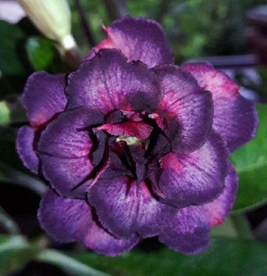 4 Desert Rose Seeds - Adenium Obesum
