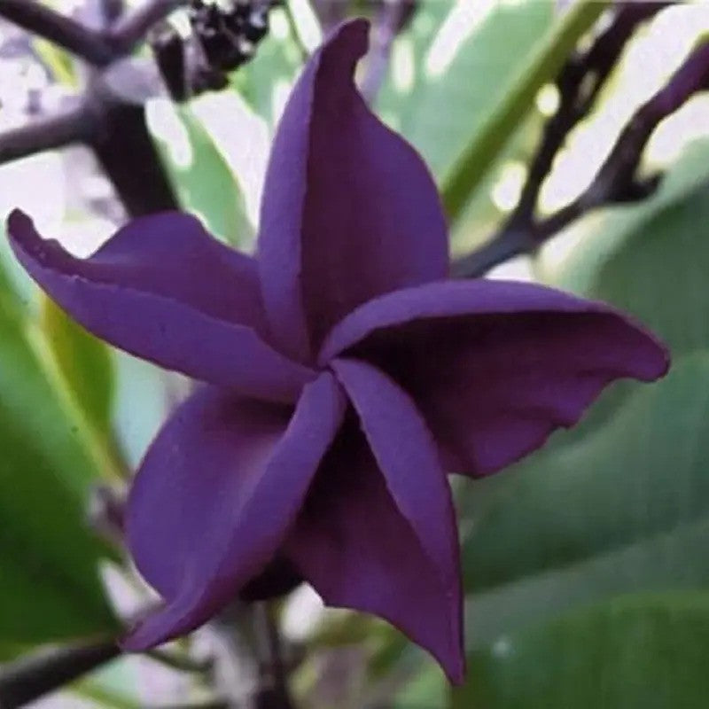 5 Dark Purple Plumeria Seeds