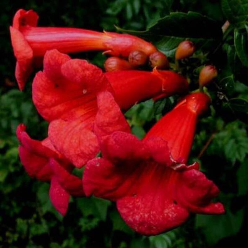 Close-up of bright red trumpet-shaped flowers with green leaves in the background