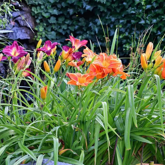 10 Mixed Colors Daylily – Hardy Perennial Flower Seeds