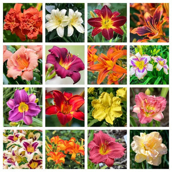 10 Mixed Colors Daylily – Hardy Perennial Flower Seeds