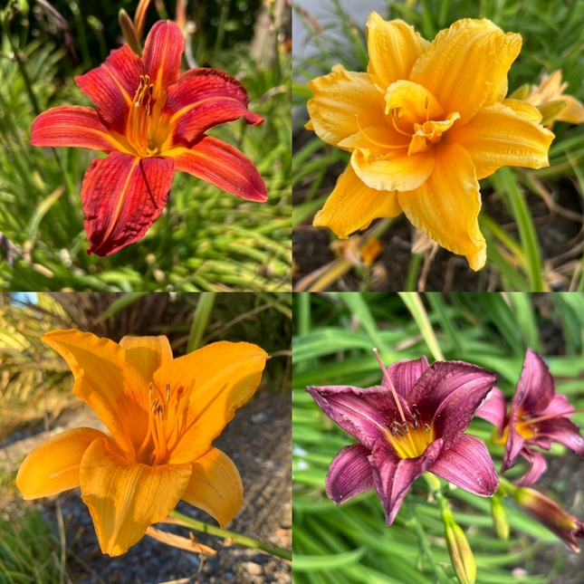 Colorful mixed daylily flowers in full bloom, ideal for vibrant home gardens and perennial beds.  Seed World