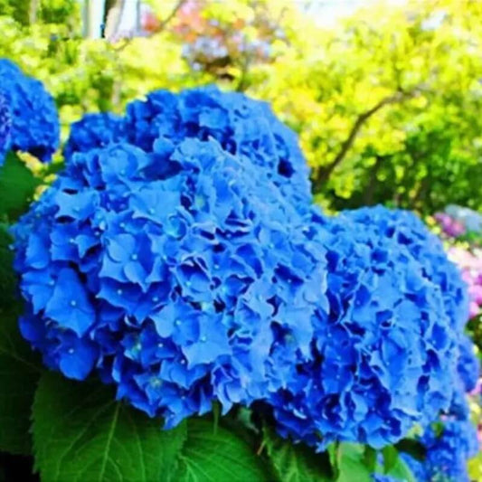 20 Rare Deep Blue Hydrangea Seeds