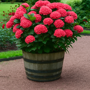 Hydrangea Paniculata Flower Seeds – Colorful Hardy Shrubs for Your Garden