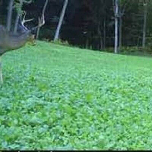 Premium Deer Food Plot Seed Mix - 1lb
