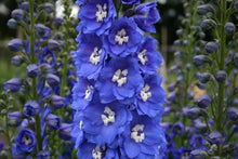 150 Royal Blue Delphinium King Arthur Seeds