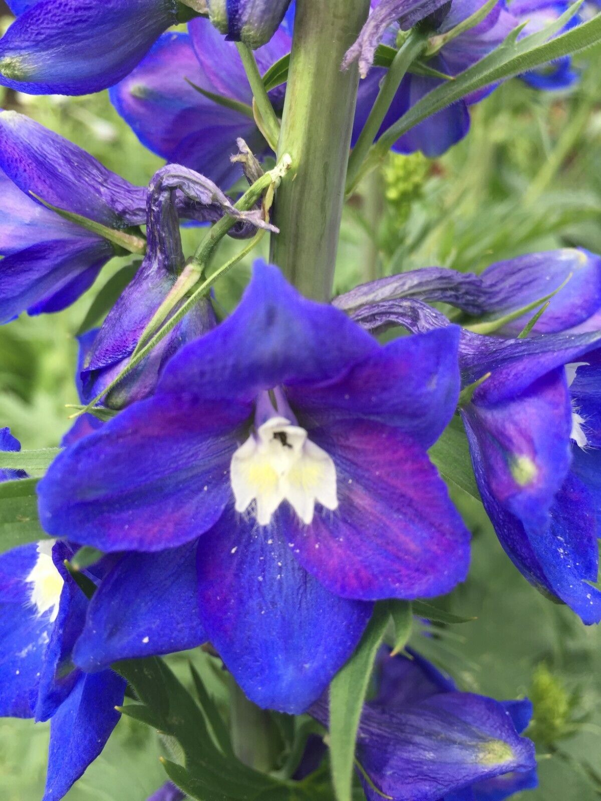 150 Royal Blue Delphinium King Arthur Seeds