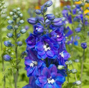 150 Royal Blue Delphinium King Arthur Seeds