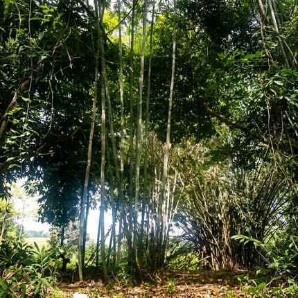 Dendrocalamus longispathus Bamboo Seeds, featuring tall, slender green bamboo culms growing in dense tropical clumps with lush foliage, ideal for tropical landscaping, natural privacy screens, and ornamental bamboo gardens. Seed World