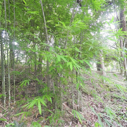 Dendrocalamus Longispathus Seeds – 25 Seeds