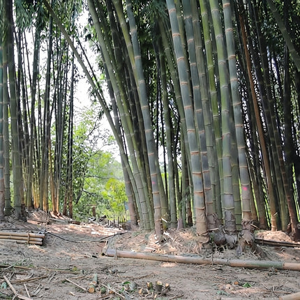 Dendrocalamus Strictus - Calcutta Bamboo Seeds - 10 Seeds