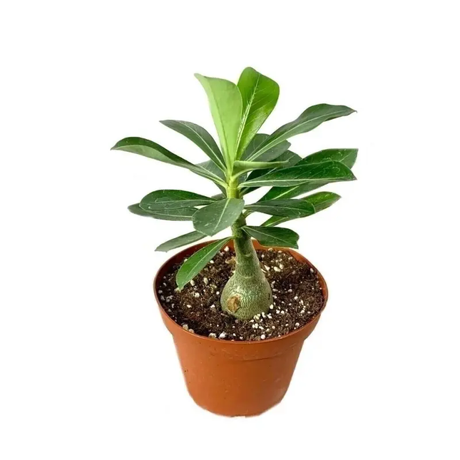 1 Desert Rose Live Plant – Adenium obesum in 4” Pot | Exotic Blooming Succulent