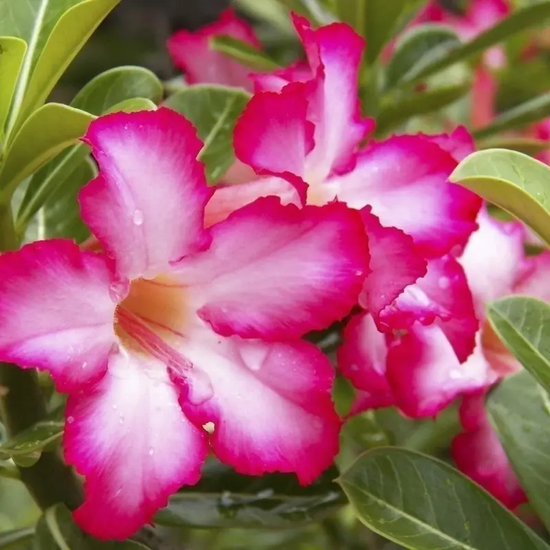 1 Desert Rose Live Plant – Adenium obesum in 4” Pot | Exotic Blooming Succulent
