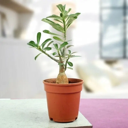 1 Desert Rose Live Plant – Adenium obesum in 4” Pot | Exotic Blooming Succulent