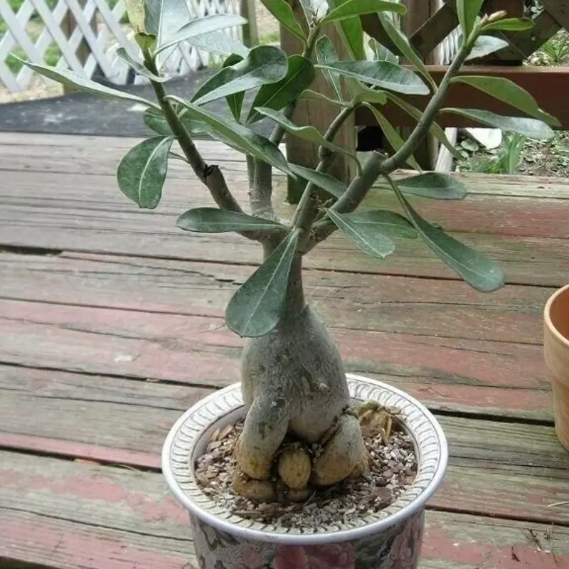 1 Desert Rose Live Plant – Adenium obesum in 4” Pot | Exotic Blooming Succulent
