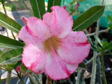 100 Desert Rose Seeds | Mixed Colors & Varieties