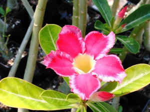 100 Desert Rose Seeds | Mixed Colors & Varieties