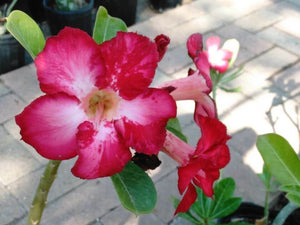 100 Desert Rose Seeds | Mixed Colors & Varieties