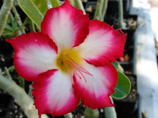 100 Desert Rose Seeds | Mixed Colors & Varieties