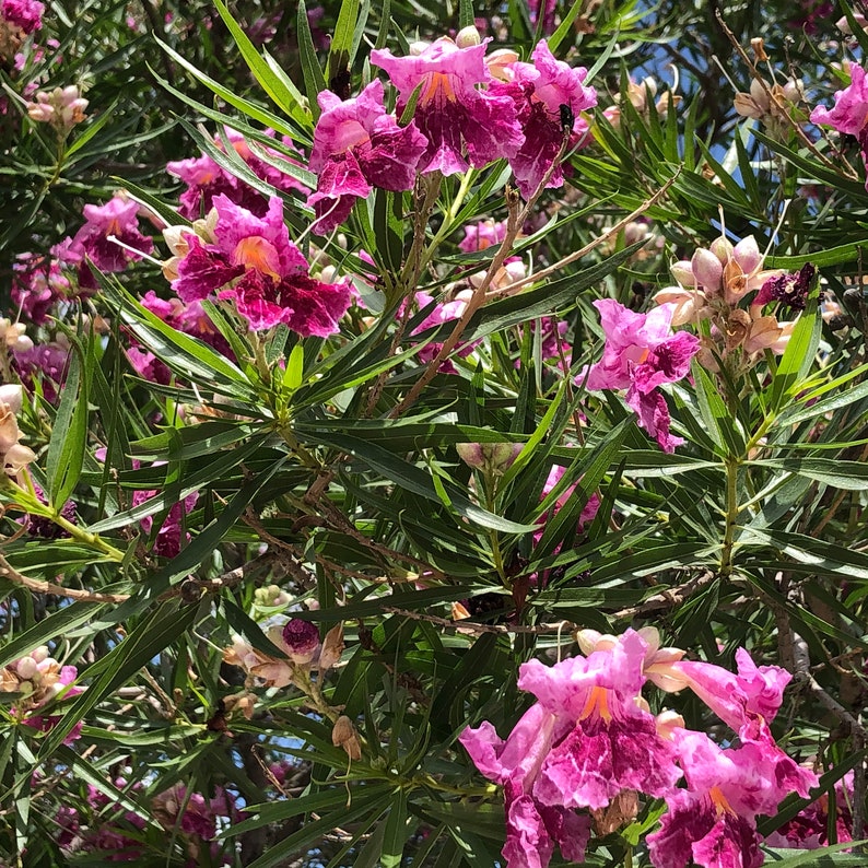 40 Desert Willow Tree Seeds - Chilopsis Linearis