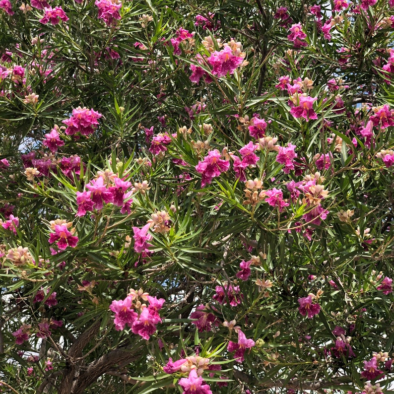 40 Desert Willow Tree Seeds - Chilopsis Linearis