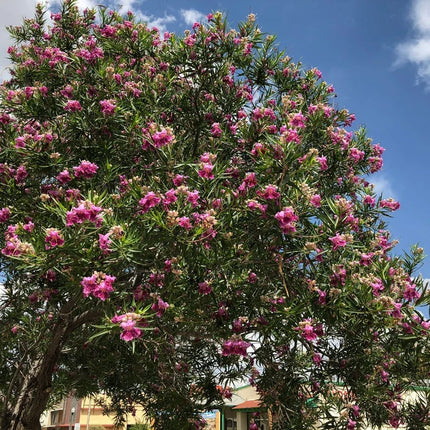 40 Desert Willow Tree Seeds - Chilopsis Linearis