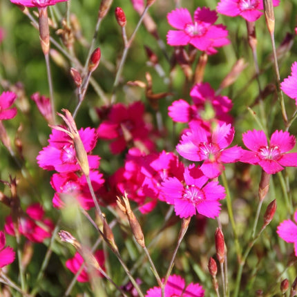 5000 Dianthus Deltoides Maiden Pinks Seeds – Pink Ground Cover
