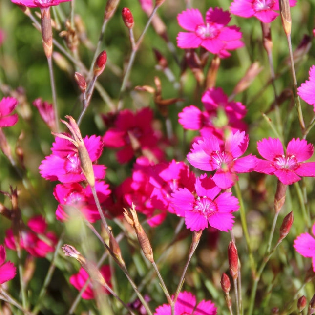 5000 Dianthus Deltoides Maiden Pinks Seeds – Pink Ground Cover