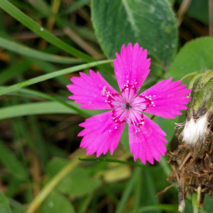 5000 Dianthus Deltoides Maiden Pinks Seeds – Pink Ground Cover