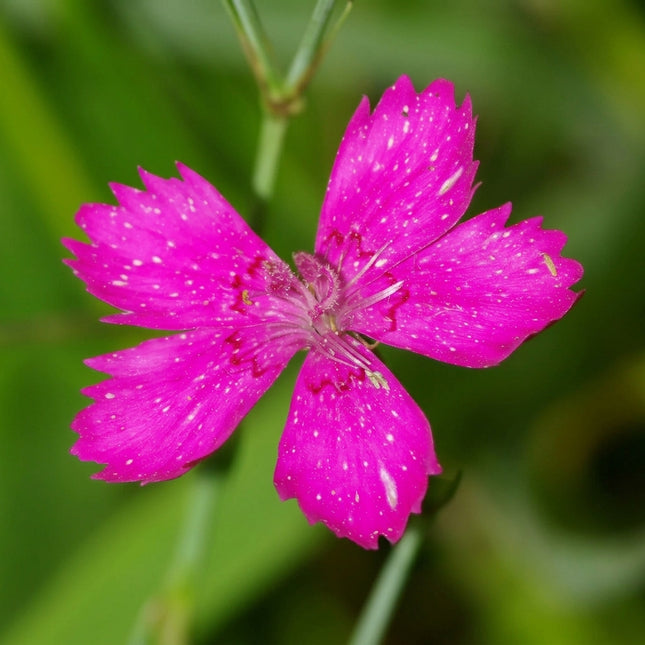 Dianthus deltoides Maiden Pink Seeds – Vibrant Pink Perennial Wildflower with Delicate Blooms for Rock Gardens, Borders and Ground Cover. Seed World