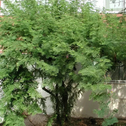Tall evergreen tree with a blurred background